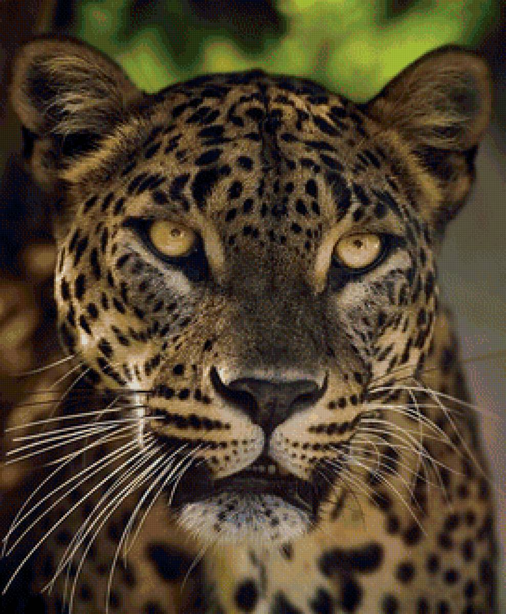 дикие - предпросмотр