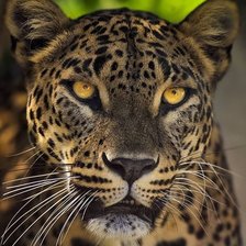 Схема вышивки «дикие»