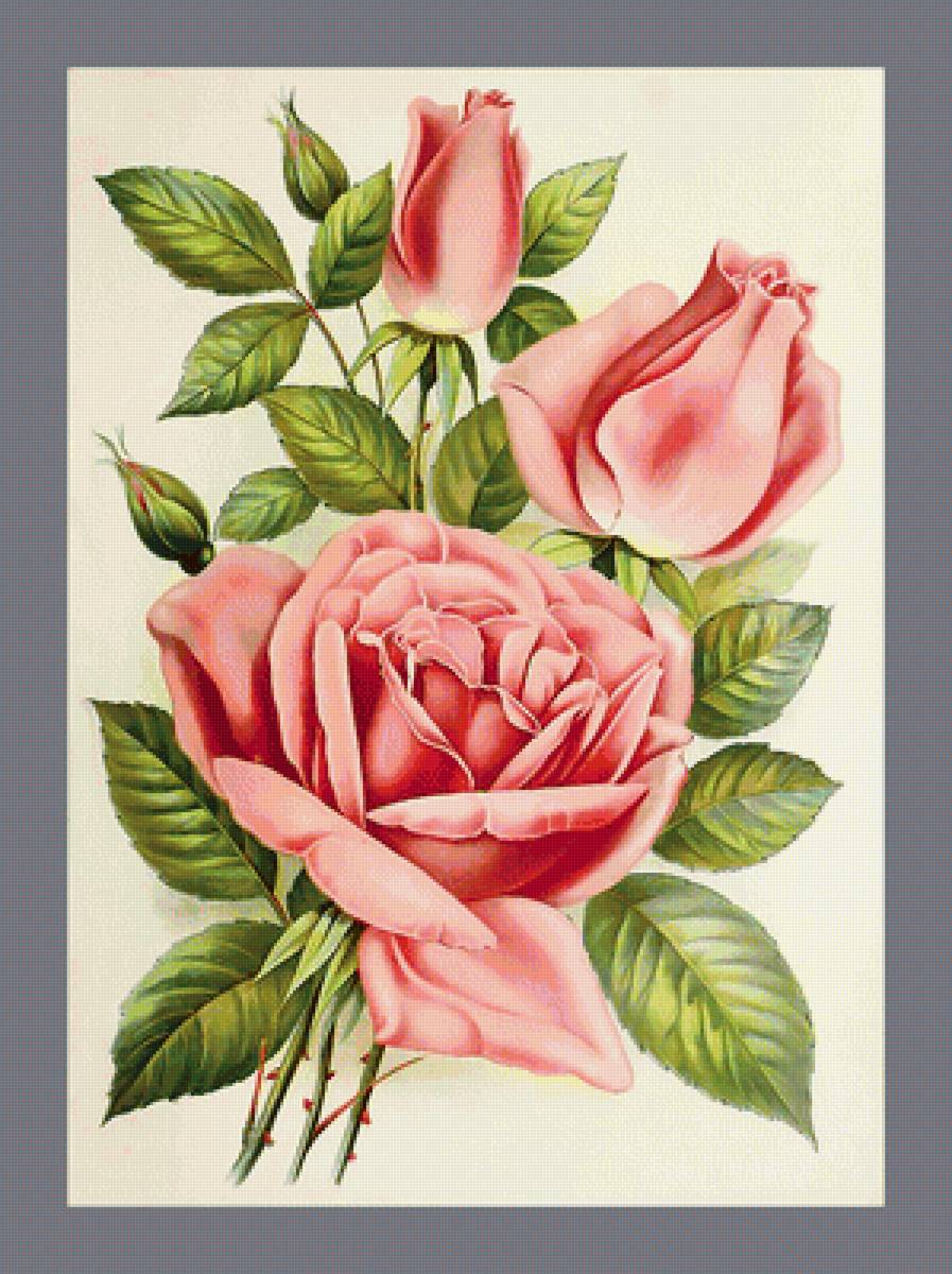 Серия "Розы". - розы, цветы, флора - предпросмотр