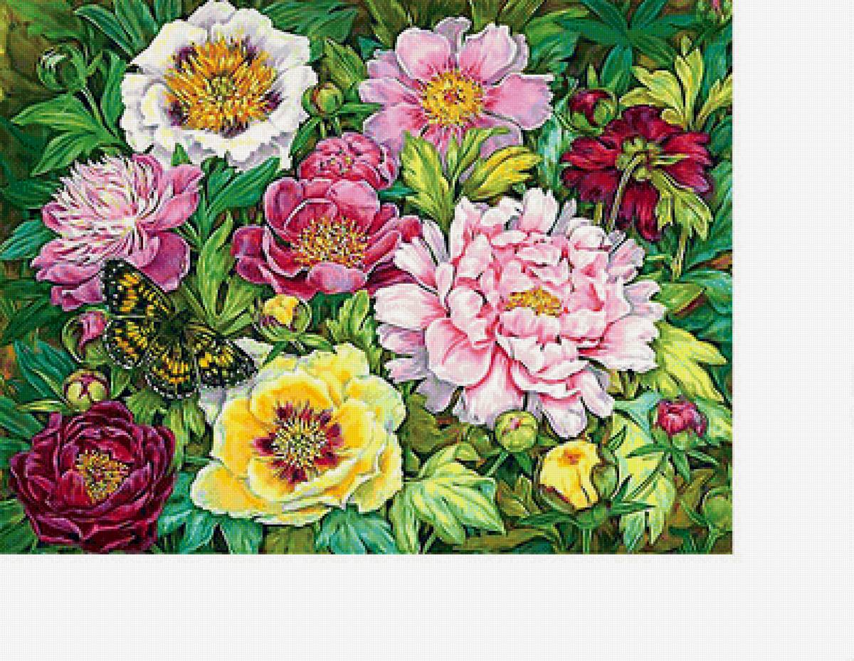 Пионы - бабочка, цветы - предпросмотр