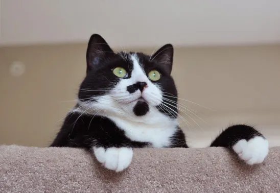 кот - кот, животные - оригинал