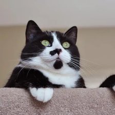 Схема вышивки «кот»