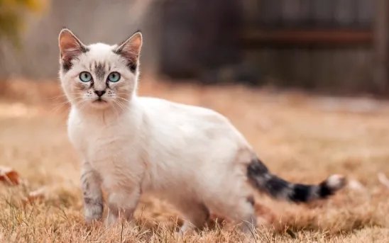 Рыжий кот - животные, кот - оригинал