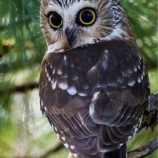 Схема вышивки «птицы»