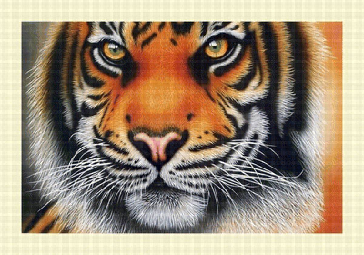 №2030348 - животные, хищники, тигр, тигры - предпросмотр