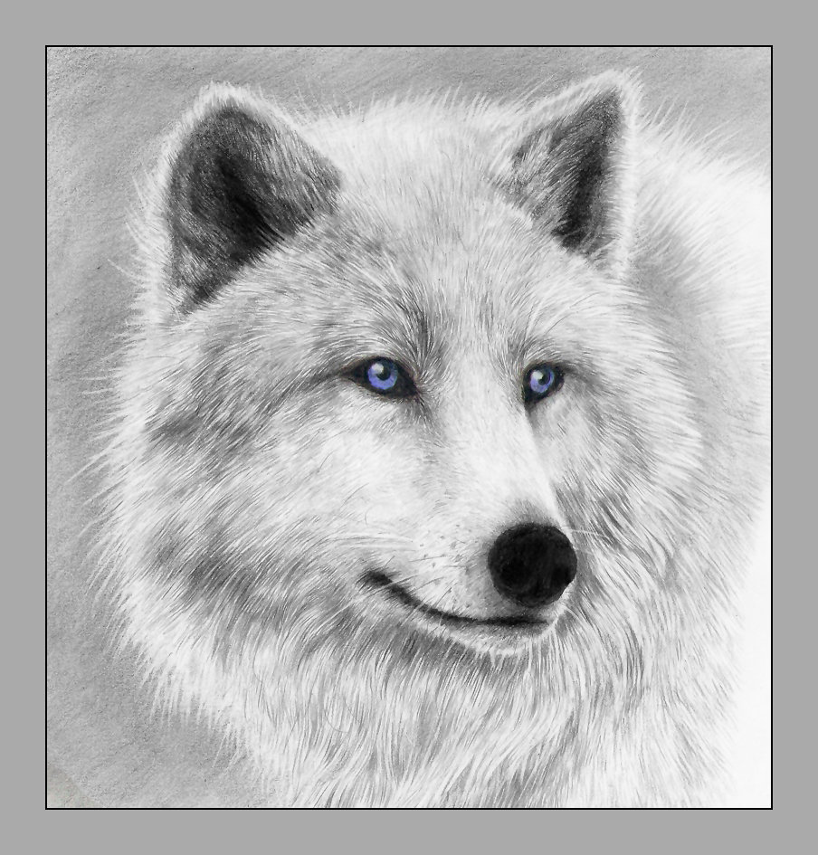 №2030349 - животные, хищники, волки - оригинал