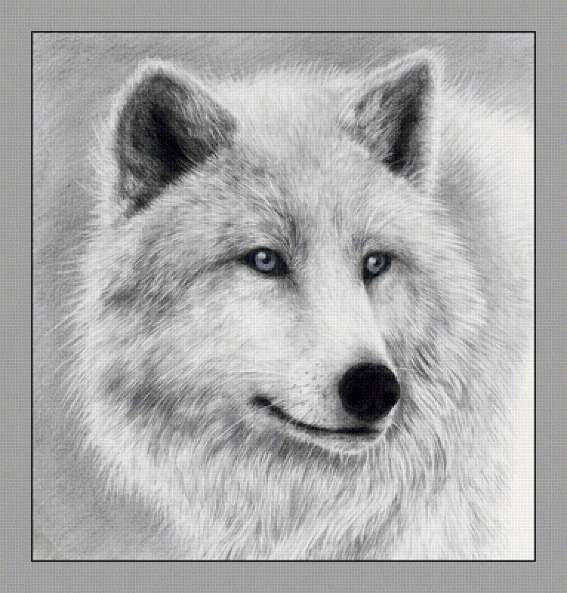 №2030349 - хищники, животные, волки - предпросмотр