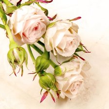 Оригинал схемы вышивки «розы белые» (№2030676)
