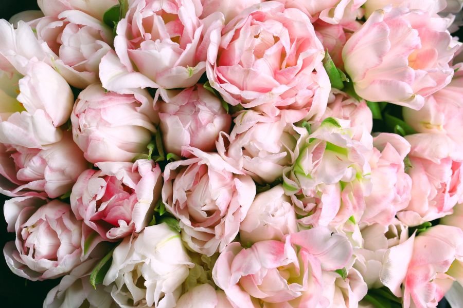 тюльпаны - цветы - оригинал