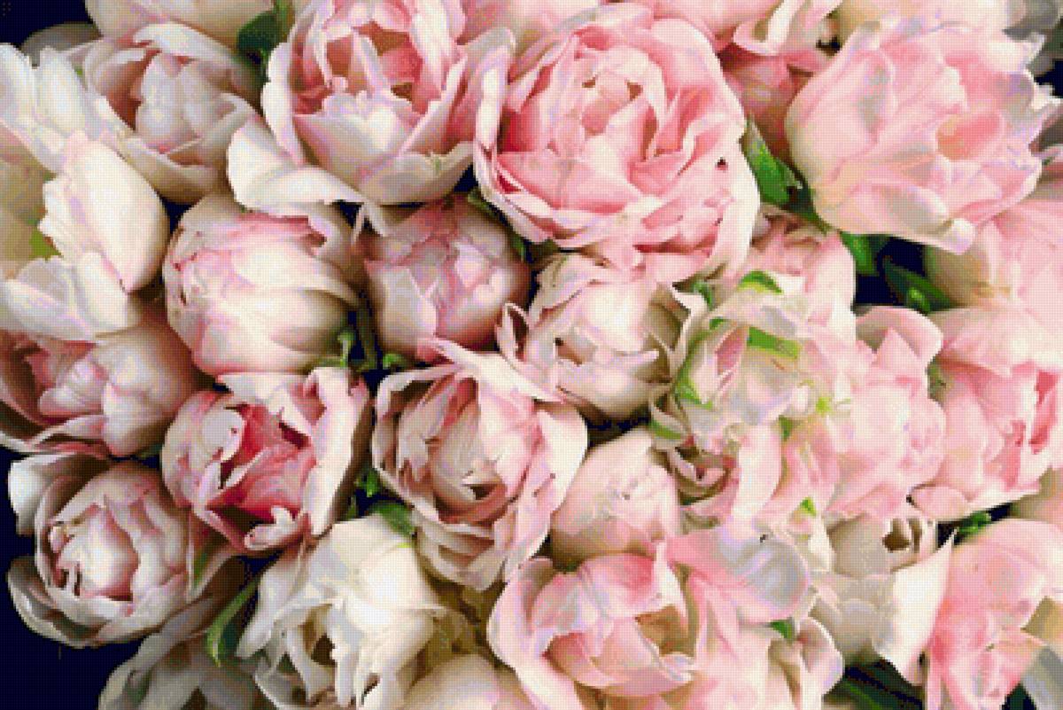 тюльпаны - цветы - предпросмотр