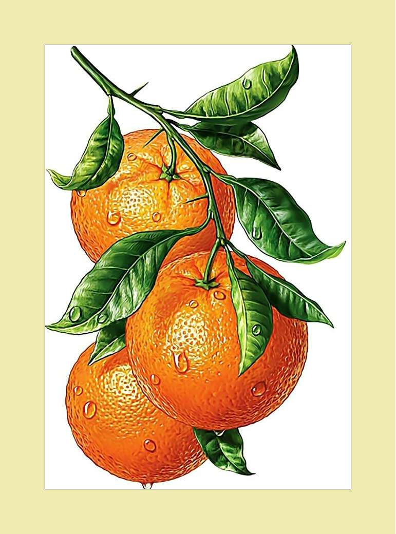 Апельсины. - апельсины, фрукты, капли, листья - оригинал