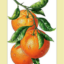 Оригинал схемы вышивки «Апельсины.» (№2030723)