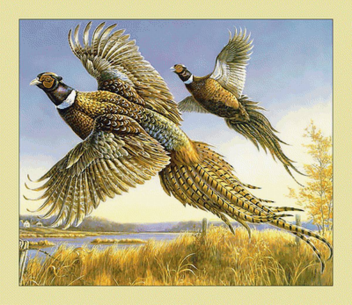 Фазаны. - птицы, полет, фазаны, живопись - предпросмотр