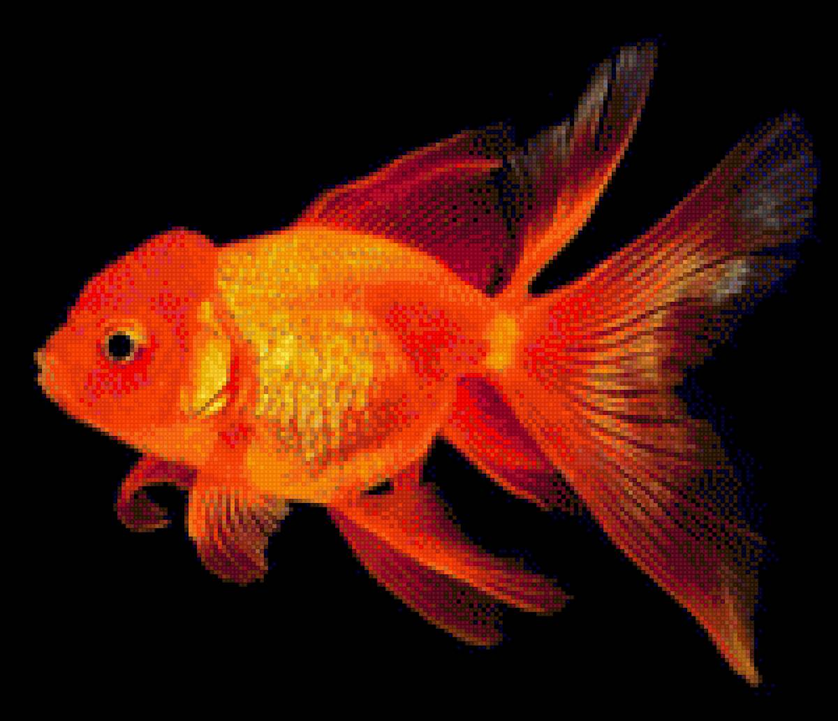 Золотая рыбка - предпросмотр