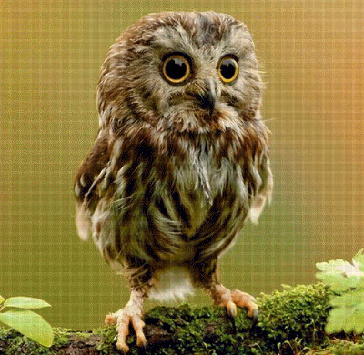 Сова - сова, птицы - предпросмотр