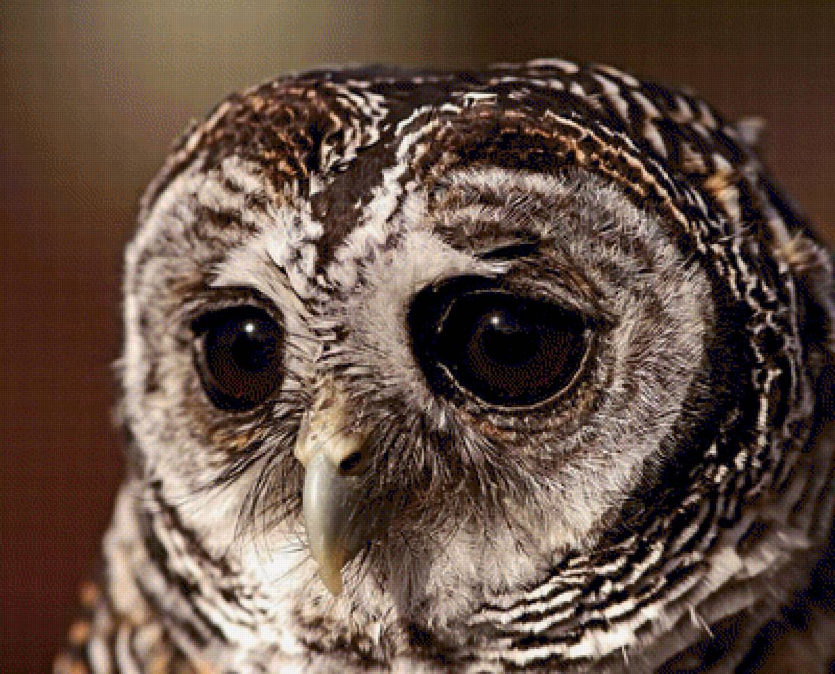 Совушка сова - большая голова - птицы, сова - предпросмотр