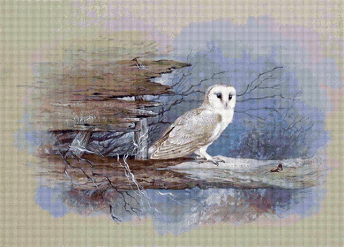 №2031580 - птицы, сова - предпросмотр