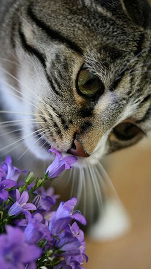 А они пахнут - колокольчики, кошки, цветы, животные - оригинал