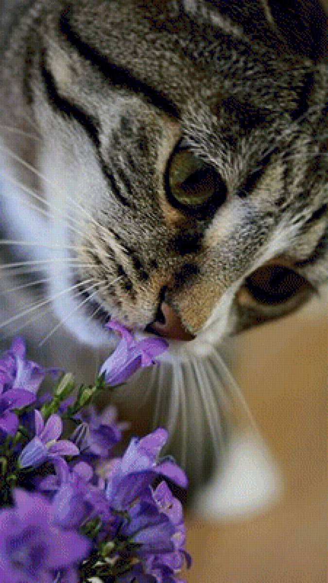 А они пахнут - цветы, колокольчики, кошки, животные - предпросмотр