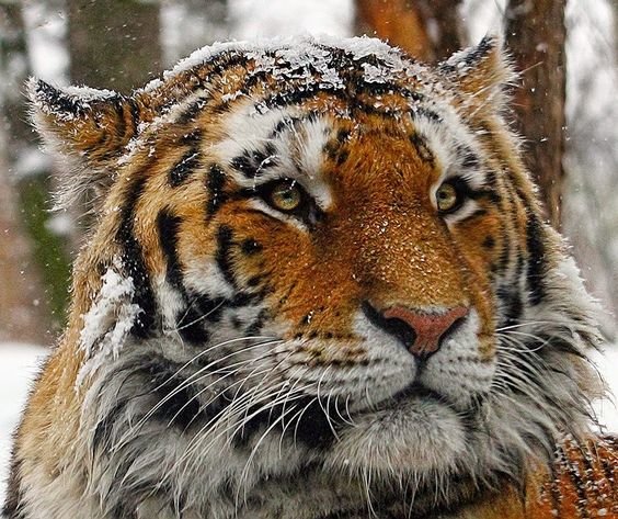 дикие - оригинал