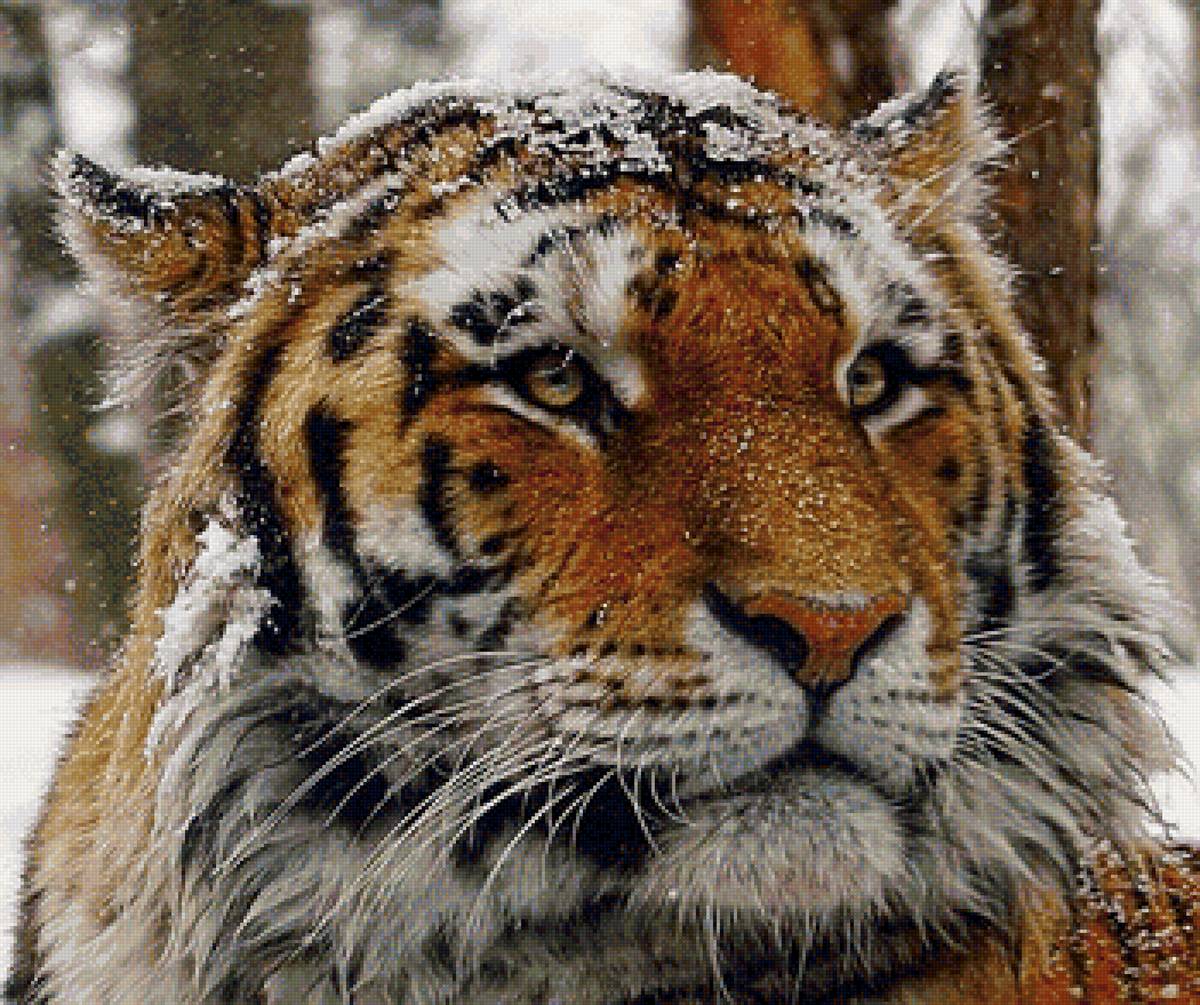 дикие - предпросмотр