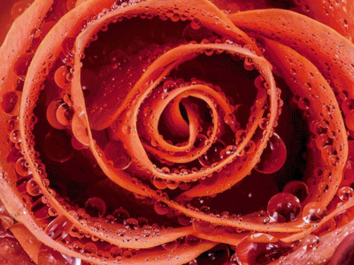 Роза и капли - роза, цветок - предпросмотр