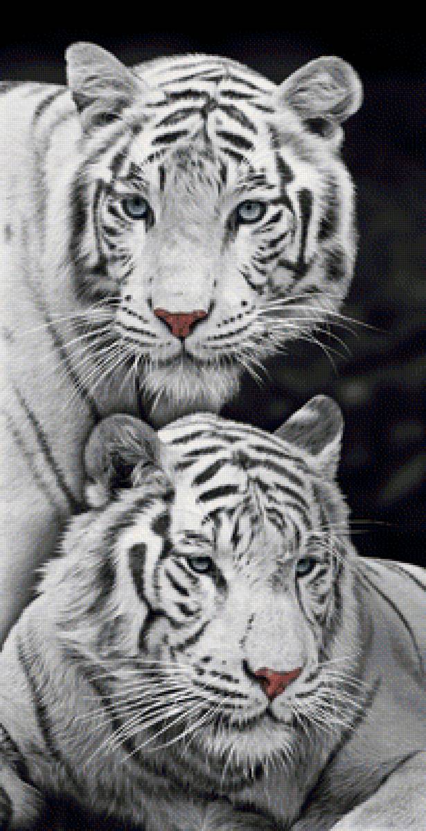 №2032578 - тигры, тигр, животные, хищники - предпросмотр