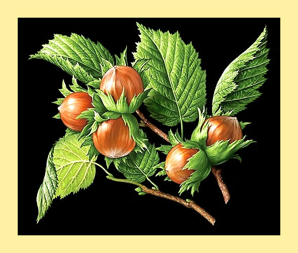 Орешки для Золушки - флора, фундук, орехи - оригинал