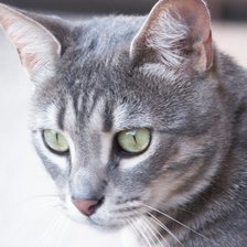 Схема вышивки «Серый котик»