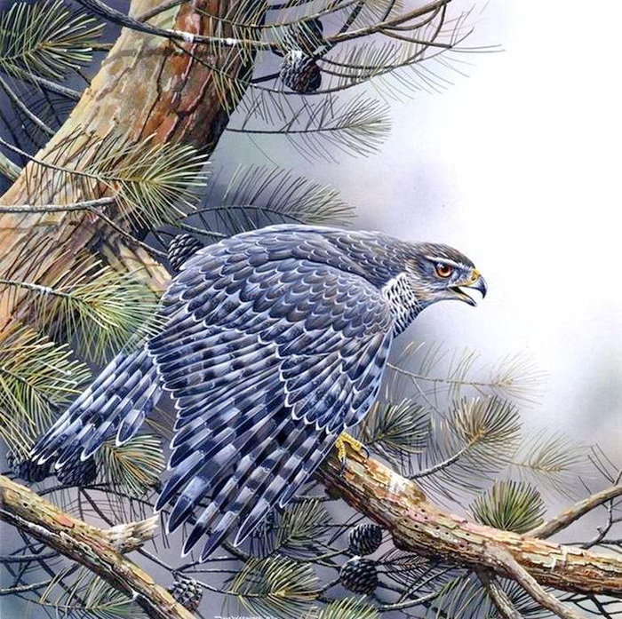 Страж леса - птицы - оригинал