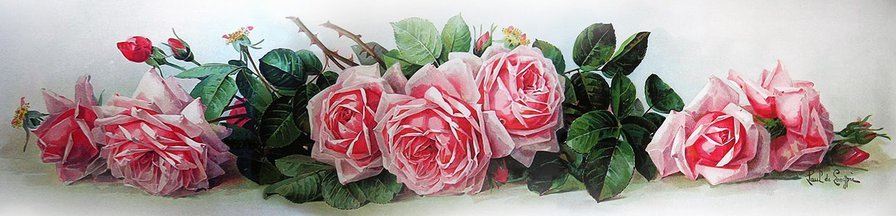 Розы Лонгре - цветы - оригинал
