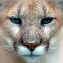 Схема вышивки «Пума»