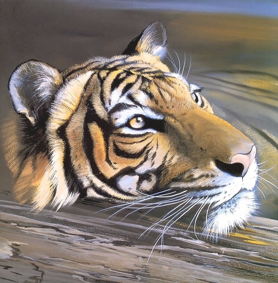 тигр - тигр, мир животных - оригинал