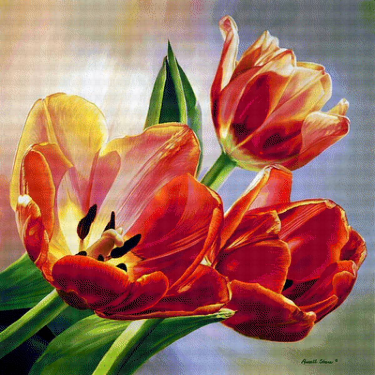 Тюльпаны - цветы, тюльпаны - предпросмотр