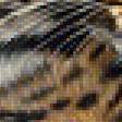 Предпросмотр схемы вышивки «Леопард.» (№2034138)