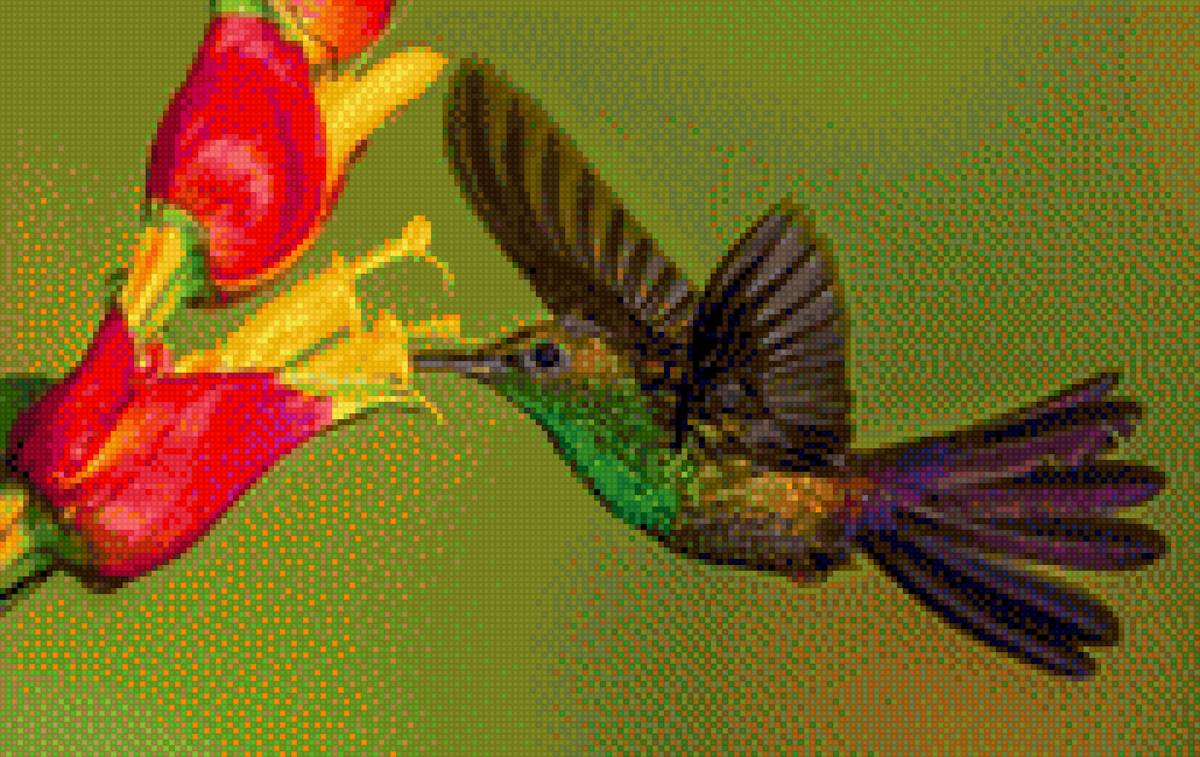 Колибри и цветы - колибри, птичка, цветок - предпросмотр