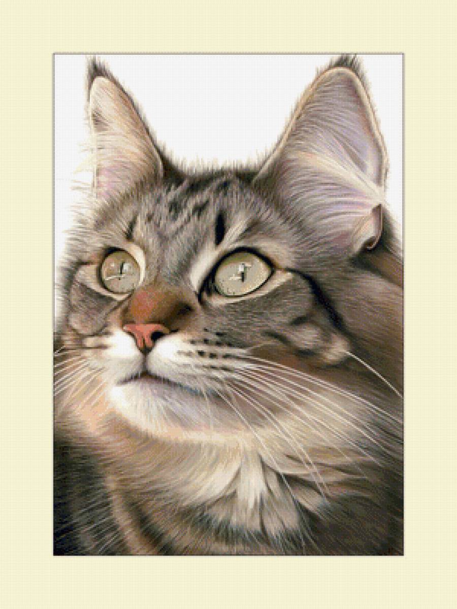 Котик. - кошка, взгляд, животные, кот - предпросмотр