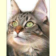 Схема вышивки «Котик.»