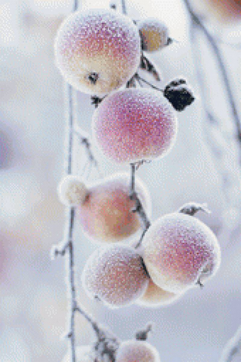 Яблоки в снегу - яблоки зима - предпросмотр