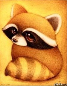 енот - оригинал