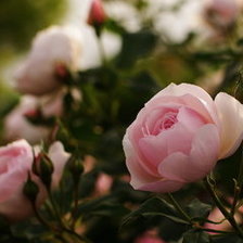 Схема вышивки «розы»