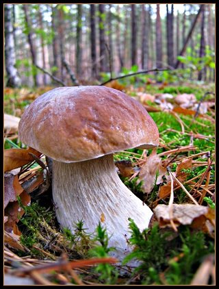 Белый гриб - грибы, брровик - оригинал