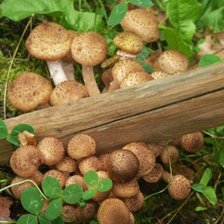 Схема вышивки «Дружные ребята»