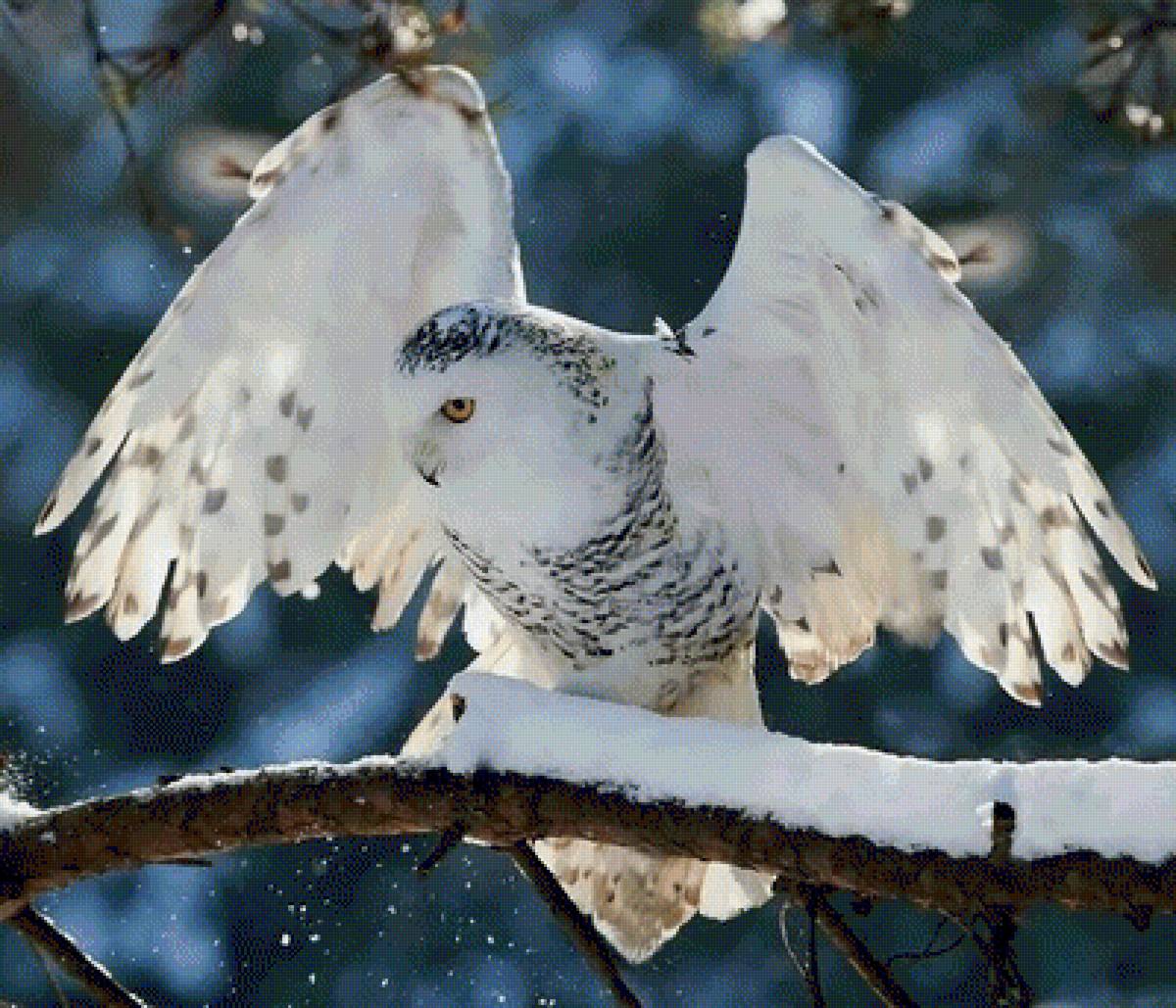 Взлетаю - птицы, полярная сова - предпросмотр
