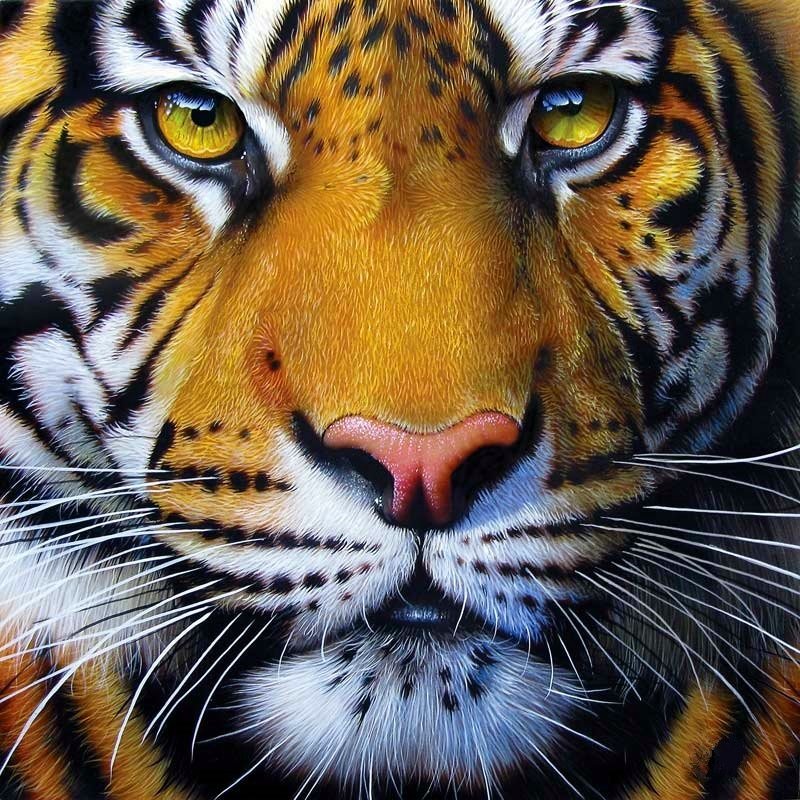 Тигр - тигр, хищники - оригинал