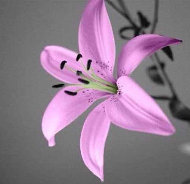 Лилия - лилия, цветы - оригинал