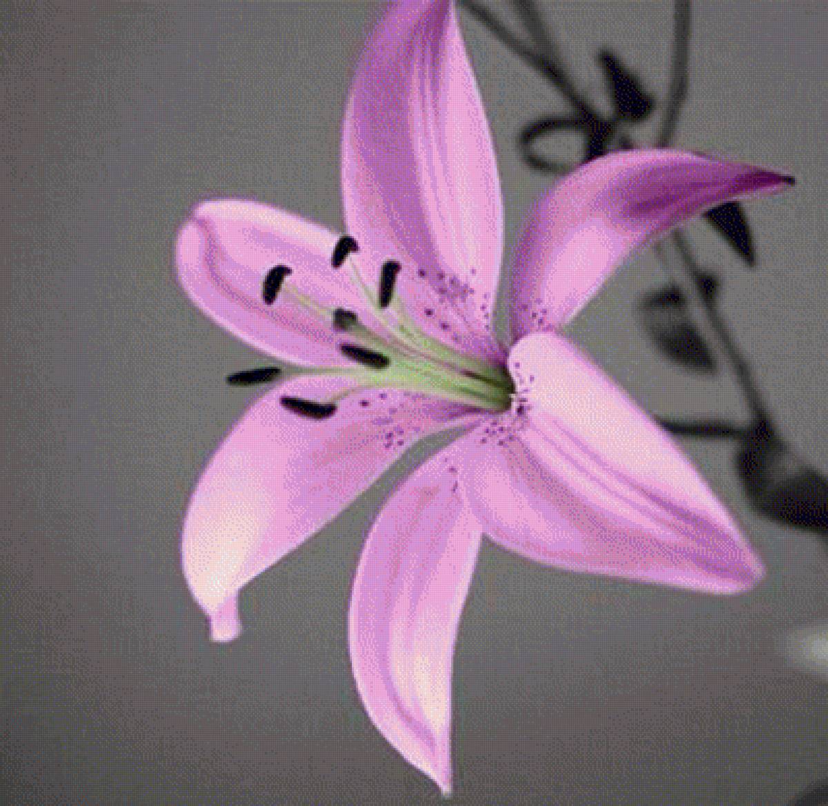 Лилия - цветы, лилия - предпросмотр