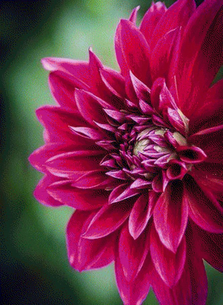 Георгин - георгин, цветы - предпросмотр