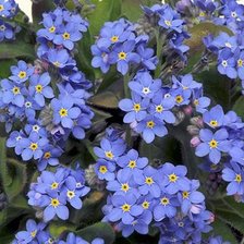 Схема вышивки «№2036121»