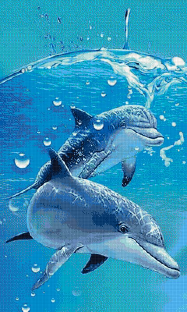 Дельфины - предпросмотр